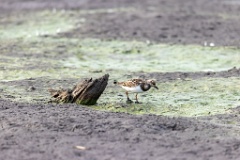 Arenaria_interpres_2022_0929_1645