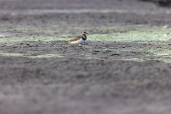 Arenaria_interpres_2022_0929_1647