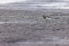 Arenaria_interpres_2022_0929_1651-3