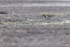 Arenaria_interpres_2022_0929_1651-4