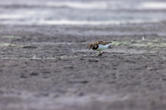 Arenaria_interpres_2022_0929_1651