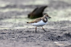 Arenaria_interpres_2022_0929_1654-2