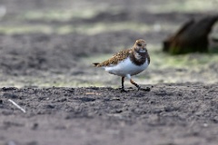 Arenaria_interpres_2022_0929_1654