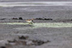 Arenaria_interpres_2022_0929_1701