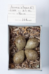 eggs_museum_Arenaria_interpres201009211144
