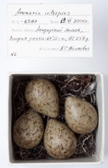 eggs_museum_Arenaria_interpres201009211151