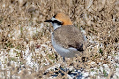 0_Charadrius_alexandrinus_2024_0423_0832