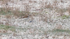 Charadrius_alexandrinus_2024_0423_KadrVideo-3