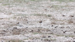 Charadrius_alexandrinus_2024_0423_KadrVideo-4