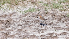 Charadrius_alexandrinus_2024_0423_KadrVideo