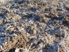 nest240423_Charadrius_alexandrinus_2024_0423_1722-6