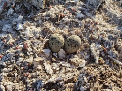 nest240423_Charadrius_alexandrinus_2024_0423_1722-8