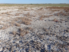 nest240423_Charadrius_alexandrinus_2024_0423_1722