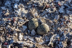 nest240423_Charadrius_alexandrinus_2024_0423_1737-2