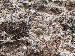 nest240423_Charadrius_alexandrinus_2024_0424_0806-2