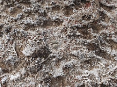 nest240423_Charadrius_alexandrinus_2024_0424_0806