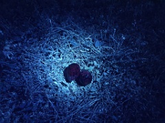 nest240423_Charadrius_alexandrinus_2024_0424_1945