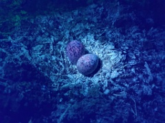 nest240423_Charadrius_alexandrinus_2024_0424_2003