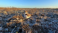 nest_240423_Charadrius_alexandrinus_2024_0423_KadrVideo-3