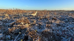 nest_240423_Charadrius_alexandrinus_2024_0423_KadrVideo
