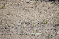 DV_Charadrius_dubius_2024_0604_1503