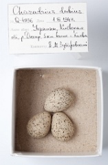 eggs_museum_Charadrius_dubius201009201743