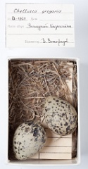 eggs_museum_Chettusia_gregaria201009211215