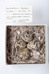 eggs_museum_Chettusia_leucura201009211233