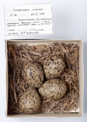 eggs_museum_Microsarcops_cinereus201009211218