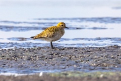 0_Pluvialis_apricaria_2022_0927_1445