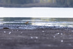 Pluvialis_apricaria_2022_0927_1437