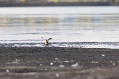 Pluvialis_apricaria_2022_0927_1443