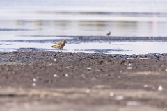 Pluvialis_apricaria_2022_0927_1445-2