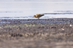 Pluvialis_apricaria_2022_0927_1455