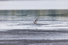 Pluvialis_apricaria_2022_0929_1115-10