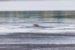 Pluvialis_apricaria_2022_0929_1115-11