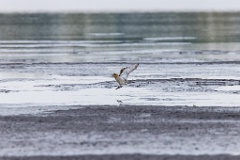 Pluvialis_apricaria_2022_0929_1115-12