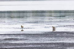 Pluvialis_apricaria_2022_0929_1115-14