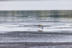 Pluvialis_apricaria_2022_0929_1115-8