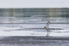 Pluvialis_apricaria_2022_0929_1115-9