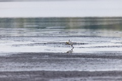 Pluvialis_apricaria_2022_0929_1115