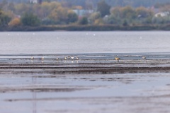 Pluvialis_apricaria_2022_0929_1242