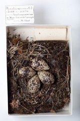 eggs_museum_Pluvialis_apricaria201009201638