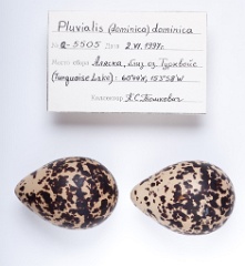 eggs_apart_Pluvialis_dominica201010121724