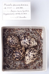 eggs_museum_Pluvialis_dominica201010121723