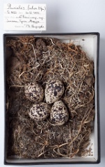 eggs_museum_Pluvialis_fulva201009201626