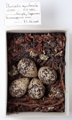 eggs_museum_Pluvialis_squatarola201009201610
