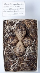 eggs_museum_Pluvialis_squatarola201009201617