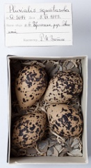 eggs_museum_Pluvialis_squatarola201009201619