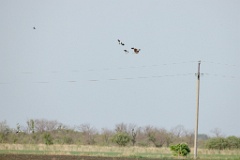 Vanellus_vanellus_2024_0604_1805-4